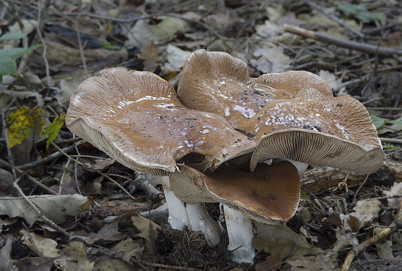 Cortinarius praestans